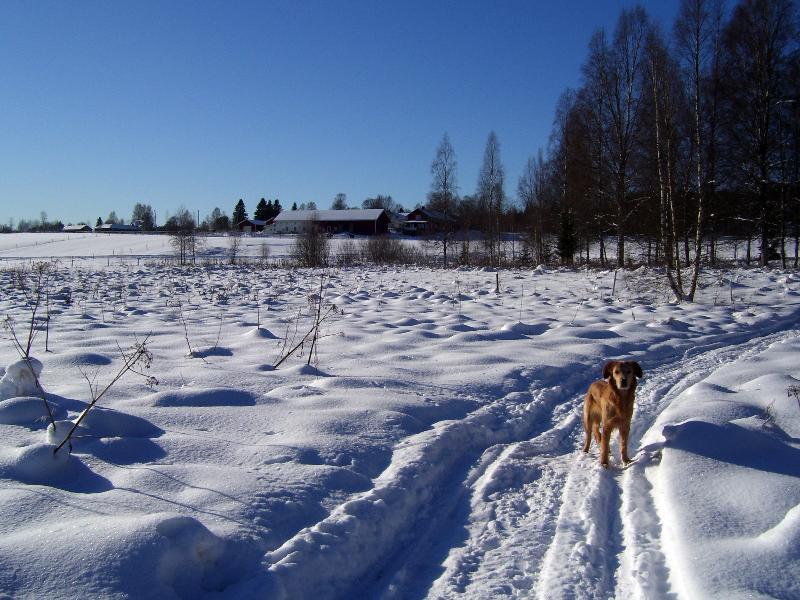 Torpgarden Oennerudsvaegen 56 Apartman Torsby Kültér fotó